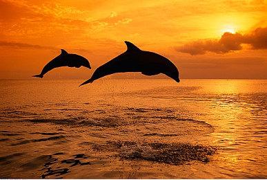 模拟游戏《机器人战车大战》12月31日发售 支持简体中文